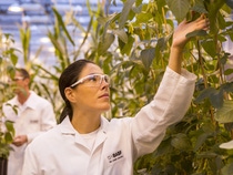 Die wissenschaftliche Mitarbeiterin Daniela Loaiza untersucht verschiedene nicht-transgene Sojabohnenpflanzen im Gewächshaus auf deren Gesundheit und Qualität. Durch Scannen des Barcodes wird der Standort der Pflanzen im Bestandsführungssystem erfasst.