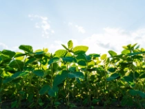 Foto: BASF / Shutterstock