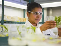 Die leitende wissenschaftliche Mitarbeiterin der Transformationsgruppe, Aparna Sri Vanguri, untersucht junge transgene Maispflanzen. Diese wurden aus Zellen regeneriert, die mit Agrobacterium behandelt wurden. Agrobacterium ist ein gängiges Bodenbakterium, das in der Lage ist, Erbgut auf Pflanzenzellen zu übertragen. Erfolgreich transformierte Maiszellen können das gewünschte neue Merkmal tragen, zum Beispiel Resistenz gegenüber Schadpilzen oder Herbiziden.