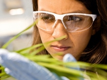Maria Quintero, Labormitarbeiterin,  kontrolliert den Erfolg von neuen Wirkstoffen in Pflanzenschutzmitteln. BASF forscht hier  an neuen Wirkstoffen für innovative Pflanzenschutzmittel der Zukunft. Ziel ist es die Konzentration der Testsubstanzen zu verringern – umso die Böden belastungsfreier zu bewirtschaften.