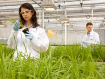 Maria Quintero, Labormitarbeiterin,  kontrolliert den Erfolg von neuen Wirkstoffen in Pflanzenschutzmitteln. BASF forscht hier  an neuen Wirkstoffen für innovative Pflanzenschutzmittel der Zukunft. Ziel ist es die Konzentration der Testsubstanzen zu verringern – umso die Böden belastungsfreier zu bewirtschaften.