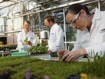 Die Wissenschaftler Megan Andriankaja (links), Chris Perin (Mitte) und Amanda Holland (rechts) untersuchen das Blattwachstum von Pflanzen, die mit BASF-Pflanzenschutzmitteln behandelt wurden. Die Forschungseinrichtungen in Research Triangle Park, North Carolina sind Dreh- und Angelpunkt für Biotechnologie und Forschung zu Pflanzenschutzmitteln.
