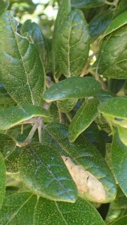 ボルドの葉 ボルドの葉