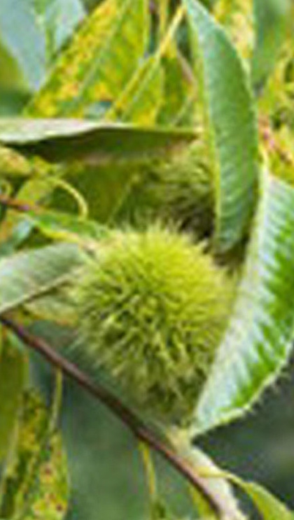 ヨーロッパグリ葉エキス ヨーロッパグリ葉エキス