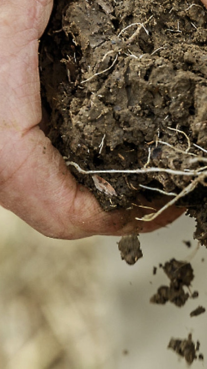 Hände halten einen Erdklumpen Hände halten einen Erdklumpen