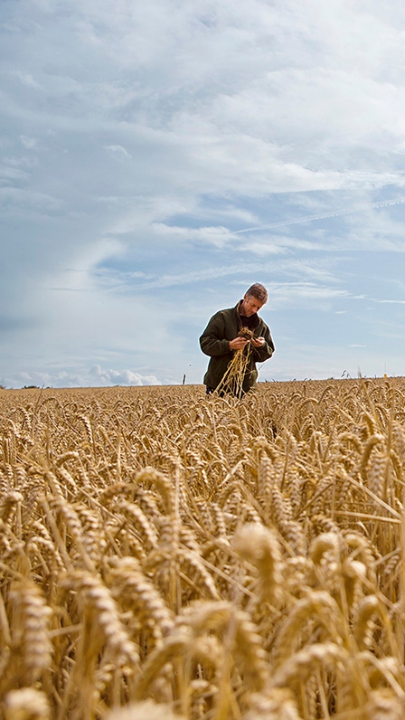 On the English farm "The Grange", farmer Andrew Pitts brings modern agriculture and the protection of biodiversity together. The farm is supported by the European Farm Network, a BASF partnership with experts for agriculture and nature protection. Farmers as well as experts for agriculture and for nature conservation join their knowhow, create measures that increase sustainable farming and test them.
Andrew Pitts monitors the quality and quantity of the harvest because only by profitability a sustainable business is possible. On the English farm "The Grange", farmer Andrew Pitts brings modern agriculture and the protection of biodiversity together. The farm is supported by the European Farm Network, a BASF partnership with experts for agriculture and nature protection. Farmers as well as experts for agriculture and for nature conservation join their knowhow, create measures that increase sustainable farming and test them.
Andrew Pitts monitors the quality and quantity of the harvest because only by profitability a sustainable business is possible.