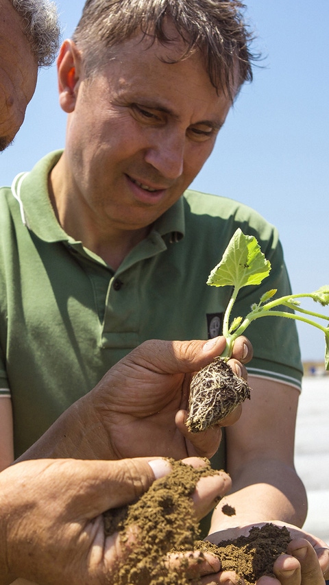 Agronomists analyze soil in a vegetable crop.