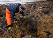 BASF expands its BioSolutions offering by incorporating seaweed biostimulants from Acadian Plant Health™, a renowned marine plant harvesting, cultivation, and extraction company based in Dartmouth, Canada. BASF expands its BioSolutions offering by incorporating seaweed biostimulants from Acadian Plant Health™, a renowned marine plant harvesting, cultivation, and extraction company based in Dartmouth, Canada.