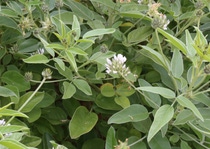 Tedera Lanza thriving thanks to BASF's new biological inoculant