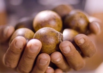 Macaúba fruits can be processed into pulp oil, kernel oil and residual biomass. INOCAS will supply BASF with both kernel and pulp oil. 

Credits: INOCAS