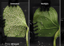 Ventigra insecticide treated leaf vs. untreated and competitive standard 48 hours after release of whiteflies in laboratory study.