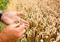 On the English farm "The Grange" farmer, Andrew Pitts brings modern agriculture and methods for protection of biodiversity together. The farm is supported by the European Farm Network, a BASF partnership with experts for agriculture and nature protection. Farmers, experts for agriculture and for nature conservation join their knowhow, create measures that increase sustainable farming and test them.
Farm network partners analyse the development of the biodiversity on the UK farm they have been cooperating with since 2008. On the English farm "The Grange" farmer, Andrew Pitts brings modern agriculture and methods for protection of biodiversity together. The farm is supported by the European Farm Network, a BASF partnership with experts for agriculture and nature protection. Farmers, experts for agriculture and for nature conservation join their knowhow, create measures that increase sustainable farming and test them.
Farm network partners analyse the development of the biodiversity on the UK farm they have been cooperating with since 2008.