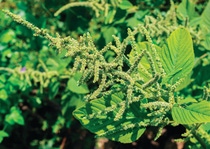 Operation Weed Eradication calls on growers and partners to take action against troublesome weeds in their fields, though cultural practices, chemical control, and enhanced diligence to achieve the goal of total on-farm weed eradication. Photo shows Amaranthus Spinosus.  Operation Weed Eradication calls on growers and partners to take action against troublesome weeds in their fields, though cultural practices, chemical control, and enhanced diligence to achieve the goal of total on-farm weed eradication. Photo shows Amaranthus Spinosus.