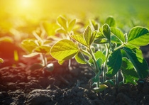 Glycine max, soybean, soya bean sprout growing soybeans on an industrial scale. Products for vegetarians. Agricultural soy plantation on sunny day. An untreated field with weeds.; Shutterstock ID 1323234260; Purchase Order: - Glycine max, soybean, soya bean sprout growing soybeans on an industrial scale. Products for vegetarians. Agricultural soy plantation on sunny day. An untreated field with weeds.; Shutterstock ID 1323234260; Purchase Order: -