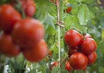 tomato tomato