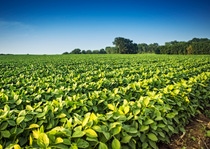 Rows of soy bean plants in a field