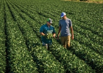 BASF’s partnership with the Iowa Soybean Research Center will help create new technologies for soybean farmers to address challenges in their fields.