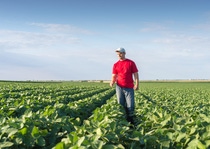 Young farmer in soybean fields ; Shutterstock ID 288526535; Purchase Order: - Young farmer in soybean fields ; Shutterstock ID 288526535; Purchase Order: -