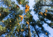 Since its start nearly four years ago, the Monarch Challenge has flourished, receiving interest from across the agriculture and golf course industries. Farmers, farm families and golf courses have been enthusiastic about stepping up and getting involved in the program.