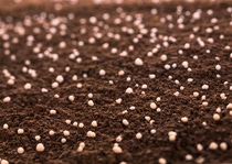 Pilot project in China demonstrates that Limus ® -treated urea fertilizers lead to significant carbon emissions reductions.