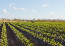 Macaúba (Acrocomia aculeata) is a native tree in Brazil and is adapted to semi-arid conditions and poor soils. Since 2015, INOCAS has developed, implemented and refined an innovative model to cultivate Macaúba trees on degraded pastureland, and to improve soil quality and productivity. INOCAS will supply BASF with both kernel and pulp oil.

Credits: INOCAS