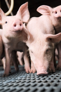 BASF investiert in das chinesische Technologie-Unternehmen SmartAHC. Das junge Unternehmen hat sich auf künstliche Intelligenz in der Tierhaltung spezialisiert und bietet digitale Lösungen für große Schweinezuchtbetriebe in China. Mit smarten Sensoren und Computeralgorithmen können Prozesse in der Tierhaltung optimiert werden.  Copyright: Timothy Foster