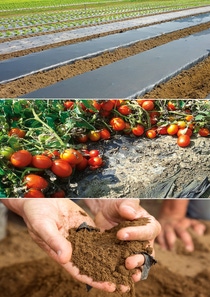 Mit ecovio® M 2351 bietet die BASF einen zertifizierten, im Boden biologisch abbaubaren Kunststoff für Mulchfolien an. Dieser besteht aus dem biologisch abbaubaren Copolyester Polybutylenadipat-terephthalat (PBAT) ecoflex® sowie aus anderen biologisch abbaubaren Polymeren, die aus nachwachsenden Rohstoffen hergestellt wurden. Die Mulchfolien aus ecovio® M 2351 können nach der Ernte untergepflügt werden: Natürlich vorkommende Mikroorganismen im Erdreich erkennen die Struktur der Folie als Nahrung, die sie verstoffwechseln. Darüber hinaus können Mulchfolien aus ecovio® beim Tomatenanbau zu einem höheren Ertrag zwischen 15 und 50 Prozent, einem geringeren Wasserverbrauch und einer besseren Unkrautkontrolle mit weniger Herbiziden führen, als wenn keine Folien verwendet werden. Mit ecovio® M 2351 bietet die BASF einen zertifizierten, im Boden biologisch abbaubaren Kunststoff für Mulchfolien an. Dieser besteht aus dem biologisch abbaubaren Copolyester Polybutylenadipat-terephthalat (PBAT) ecoflex® sowie aus anderen biologisch abbaubaren Polymeren, die aus nachwachsenden Rohstoffen hergestellt wurden. Die Mulchfolien aus ecovio® M 2351 können nach der Ernte untergepflügt werden: Natürlich vorkommende Mikroorganismen im Erdreich erkennen die Struktur der Folie als Nahrung, die sie verstoffwechseln. Darüber hinaus können Mulchfolien aus ecovio® beim Tomatenanbau zu einem höheren Ertrag zwischen 15 und 50 Prozent, einem geringeren Wasserverbrauch und einer besseren Unkrautkontrolle mit weniger Herbiziden führen, als wenn keine Folien verwendet werden.