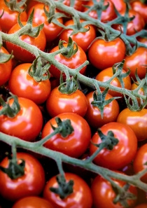Ab 2026 wird der xarvio FIELD MANAGER For Fruits & Veggies auch auf andere Kulturen ausgeweitet, einschließlich Tomaten.
Foto: BASF SE Ab 2026 wird der xarvio FIELD MANAGER For Fruits & Veggies auch auf andere Kulturen ausgeweitet, einschließlich Tomaten.
Foto: BASF SE
