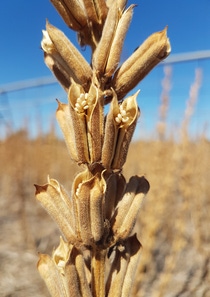 BASF Venture Capital is the lead investor in a funding round for Israeli AgTech startup Equinom. Equinom's computerized breeding technology provides optimized seeds for the food industry to help it meet growing demand for plant-based products used as ingredients, clean label packed goods and healthier lifestyle cuisine. Equinom’s high-oil-content sesame enables flexible cultivation options. Shatter-resistant sesame, one of Equinom’s flagship crops, can be harvested mechanically and grown around the world.  Copyright: Equinom BASF Venture Capital is the lead investor in a funding round for Israeli AgTech startup Equinom. Equinom's computerized breeding technology provides optimized seeds for the food industry to help it meet growing demand for plant-based products used as ingredients, clean label packed goods and healthier lifestyle cuisine. Equinom’s high-oil-content sesame enables flexible cultivation options. Shatter-resistant sesame, one of Equinom’s flagship crops, can be harvested mechanically and grown around the world.  Copyright: Equinom