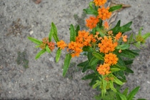 Milkweed is critical for the monarch throughout its lifecycle. 
The leaves represent the only food source for monarch caterpillars and where the 
adults lay their eggs. The blossoms provide food for migrating adults.