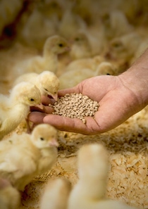 Natuphos® E is a phytase, which helps poultry and pigs better utilize phosphorous, other important nutrients such as proteins and calcium as well as energy