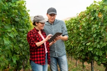 Winzer und Produzenten von Tafeltrauben, die den xarvio FIELD MANAGER For Fruits & Veggies verwenden, erhalten zeitnahe und präzise agronomische Beratung, um ihre Produktion zu optimieren.
Foto: BASF SE