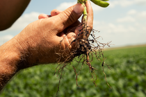 BASF and The SCN Coalition will provide farmers with the latest insights, tools and resources to effectively manage soybean cyst nematodes (SCN) throughout October as part of SCN Action Month. 