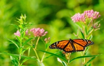 Milkweed is critical for the monarch butterfly throughout its lifecycle. 
The leaves provide the only food source for monarch caterpillars and the habitat where the 
adults lay their eggs.