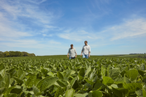 BASF Agricultural Solutions hat die Übernahme von AgBiTech nach Erhalt aller erforderlichen behördlichen Genehmigungen abgeschlossen. Das Unternehmen übernimmt nun die vollständige Eigentümerschaft und stärkt so weltweit sein Portfolio biologischer Lösungen zur Kontrolle von Schadinsekten, besonders in wichtigen Märkten wie Brasilien.
Foto: BASF