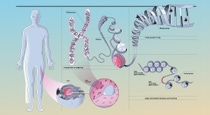 Infographic illustrating how genes are turned on or off through chemical processes