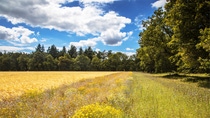 BASF hat sich bis 2030 zu klaren und messbaren Zielen bekannt, um nachhaltige Landwirtschaft zu stärken. Das Unternehmen konzentriert sich dabei auf die größten Hebel, mit denen Landwirtschaft nachhaltiger gestaltet und zu den vorrangigsten Bedürfnissen der Gesellschaft beigetragen werden kann. BASF hat sich bis 2030 zu klaren und messbaren Zielen bekannt, um nachhaltige Landwirtschaft zu stärken. Das Unternehmen konzentriert sich dabei auf die größten Hebel, mit denen Landwirtschaft nachhaltiger gestaltet und zu den vorrangigsten Bedürfnissen der Gesellschaft beigetragen werden kann.
