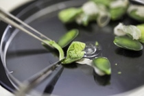 Combining expertise in crop breeding: BASF and NRGene collaborate to jointly accelerate agricultural research.  Combining expertise in crop breeding: BASF and NRGene collaborate to jointly accelerate agricultural research.
