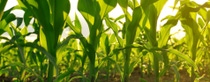 Cultivo de plantaciones verdes BASF Mexico Cultivo de plantaciones verdes BASF Mexico