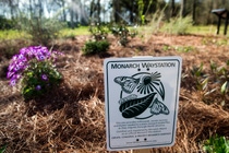 The BASF Geismar butterfly garden is an officially certified and registered Monarch Waystation.