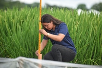 Eine BASF-Mitarbeiterin auf einem Versuchsfeld für Reis. BASF Agricultural Solutions und IRRI bauen ihre wissenschaftliche Partnerschaft aus, um den nachhaltigen Reisanbau weiter voranzutreiben.
Foto: BASF Eine BASF-Mitarbeiterin auf einem Versuchsfeld für Reis. BASF Agricultural Solutions und IRRI bauen ihre wissenschaftliche Partnerschaft aus, um den nachhaltigen Reisanbau weiter voranzutreiben.
Foto: BASF