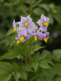 Die Europäische Kommission hat Amflora, die gentechnisch optimierte Stärkekartoffel der BASF, für die kommerzielle Nutzung in Europa genehmigt. Damit kann die Kartoffel für die Erzeugung industrieller Stärke eingesetzt werden.

Amflora, BASF's genetically optimized starch potato, has been approved by the European Commission for commercial application in Europe. The potato can now be used for the production of industrial starch.