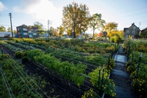 The Michigan Urban Farming Initiative on Thursday, November 3, 2016 in Detroit, Michigan. (Photo by Jeffrey Sauger for General Motors) The Michigan Urban Farming Initiative on Thursday, November 3, 2016 in Detroit, Michigan. (Photo by Jeffrey Sauger for General Motors)