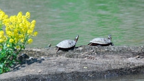 Turtles are just some of the local wildlife that inhabit the gateway to the Detroit River International Wildlife Refuge that will benefit from BASF’s donation. Photo: International Wildlife Refuge Alliance