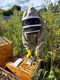 Innovative Formic Pro™ hive strips are applied directly in the colony, demonstrating how BASF and NOD Apiary Products collaborate to support honey bee health. Innovative Formic Pro™ hive strips are applied directly in the colony, demonstrating how BASF and NOD Apiary Products collaborate to support honey bee health.