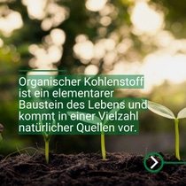 Junge Pflanzentriebe wachsen aus dunkler Erde im Gegenlicht einer sonnigen Waldszenerie.