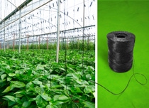 The certified compostable biopolymer ecovio® can now be used to manufacture black twines used to grow annual fruit and vegetables in commercial greenhouses.. Photo: BASF 2024 The certified compostable biopolymer ecovio® can now be used to manufacture black twines used to grow annual fruit and vegetables in commercial greenhouses.. Photo: BASF 2024