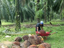 Anläßlich der in-cosmetics 2017 veranstaltet BASF den zweiten Palm-Dialog und bietet damit Lieferanten von Inhaltsstoffen für Körperpflegeprodukte und Kosmetikherstellern Gelegenheit, sich über die neuesten Trends und Entwicklungen in der palmölbasierten oleochemischen Industrie auszutauschen und mit Fachleuten aus der Wertschöpfungskette ins Gespräch zu kommen.
Palm Progress Report
Auf der in-cosmetics 2017 wird die BASF ihren ersten „Palm Progress Report“ vorstellen und über ihre Fortschritte bei der Transformation des Marktes hin zum verantwortungsvollen Einsatz von Palmkernöl berichten.
On the occasion of in-cosmetics 2017, BASF will host its second Palm Dialog – an opportunity for personal care ingredients suppliers and cosmetic manufacturers to exchange recent trends and developments in the palm-based oleo-chemical industry and engage in discussion with experts from the value chain.
Palm Progress Report
At in-cosmetics 2017, BASF will share its progress in transforming the market towards responsible palm kernel oil with its first Palm Progress Report.
Anläßlich der in-cosmetics 2017 veranstaltet BASF den zweiten Palm-Dialog und bietet damit Lieferanten von Inhaltsstoffen für Körperpflegeprodukte und Kosmetikherstellern Gelegenheit, sich über die neuesten Trends und Entwicklungen in der palmölbasierten oleochemischen Industrie auszutauschen und mit Fachleuten aus der Wertschöpfungskette ins Gespräch zu kommen.
Palm Progress Report
Auf der in-cosmetics 2017 wird die BASF ihren ersten „Palm Progress Report“ vorstellen und über ihre Fortschritte bei der Transformation des Marktes hin zum verantwortungsvollen Einsatz von Palmkernöl berichten.
On the occasion of in-cosmetics 2017, BASF will host its second Palm Dialog – an opportunity for personal care ingredients suppliers and cosmetic manufacturers to exchange recent trends and developments in the palm-based oleo-chemical industry and engage in discussion with experts from the value chain.
Palm Progress Report
At in-cosmetics 2017, BASF will share its progress in transforming the market towards responsible palm kernel oil with its first Palm Progress Report.