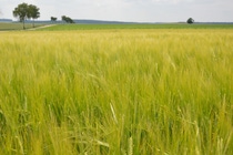 BASF collaborates with Boortmalt, the world’s leading barley malt provider for the brewing and distilling industries, and the Sustainable Agriculture Initiative Platform to promote sustainable barley production. Boortmalt is implementing BASF’s sustainability assessment tool AgBalance® with barley growers in Ireland.  Picture: Barley BASF collaborates with Boortmalt, the world’s leading barley malt provider for the brewing and distilling industries, and the Sustainable Agriculture Initiative Platform to promote sustainable barley production. Boortmalt is implementing BASF’s sustainability assessment tool AgBalance® with barley growers in Ireland.  Picture: Barley