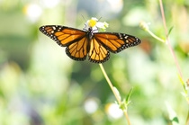 A monarch butterfly takes shelter in a habitat created by the Living Acres initiative. Monarchs need milkweed and other nectar plants to complete their lifecycle. By creating more milkweed habitat across the United States, CHS and BASF are helping to boost the monarch butterfly population. A monarch butterfly takes shelter in a habitat created by the Living Acres initiative. Monarchs need milkweed and other nectar plants to complete their lifecycle. By creating more milkweed habitat across the United States, CHS and BASF are helping to boost the monarch butterfly population.